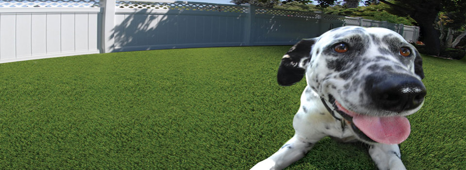 DOG (Statue) Slider