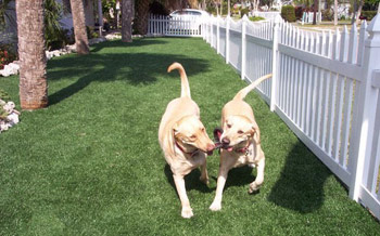 artificial grass for pets