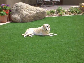 dog turf artificial grass
