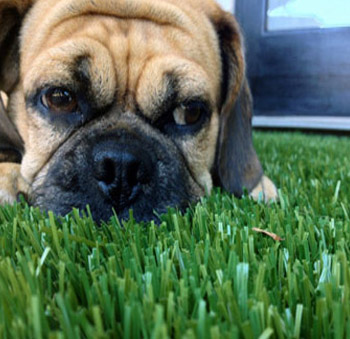 There's no need to water artificial turf